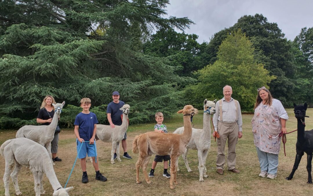 Walk with Alpacas
