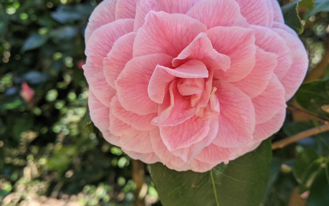 Seasonal spotlight tour: Camellias