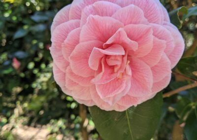 Seasonal Spotlight Tour: Camellias