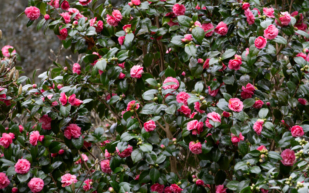 Warm, wet weather brings on the blooms