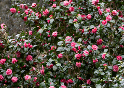 Warm, wet weather brings on the blooms