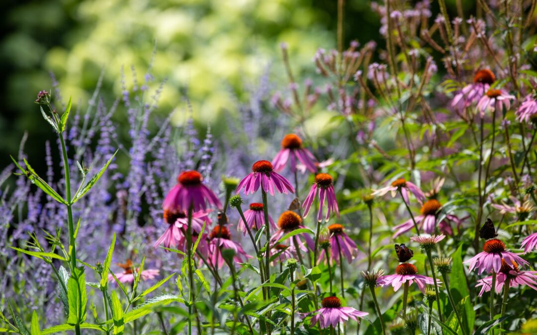 Seasonal spotlight tour: summer perennials