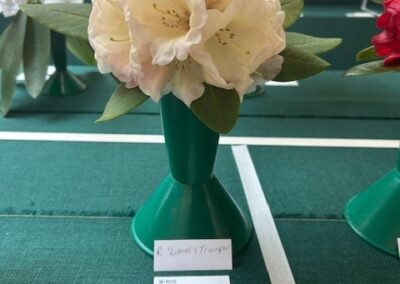 Exbury rhododendrons win at RHS Rosemoor