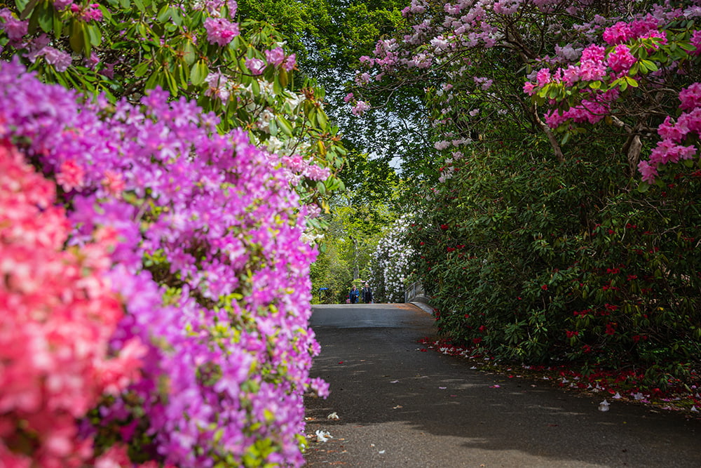 Seasonal spotlight tour: Rhododendron & Azaleas