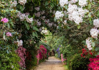 Seasonal Spotlight Tour: Rhododendrons & Azaleas