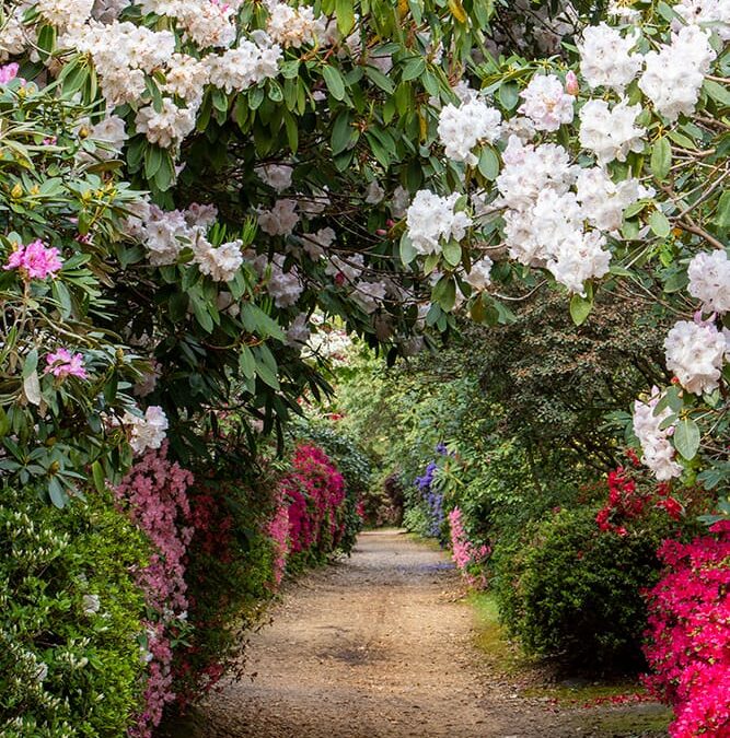 Seasonal spotlight tour: Rhododendron & Azaleas
