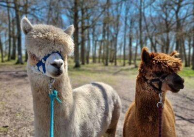 Walk with Alpacas
