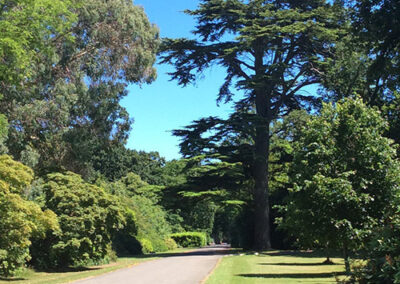 Seasonal Spotlight Tour: Veteran Trees