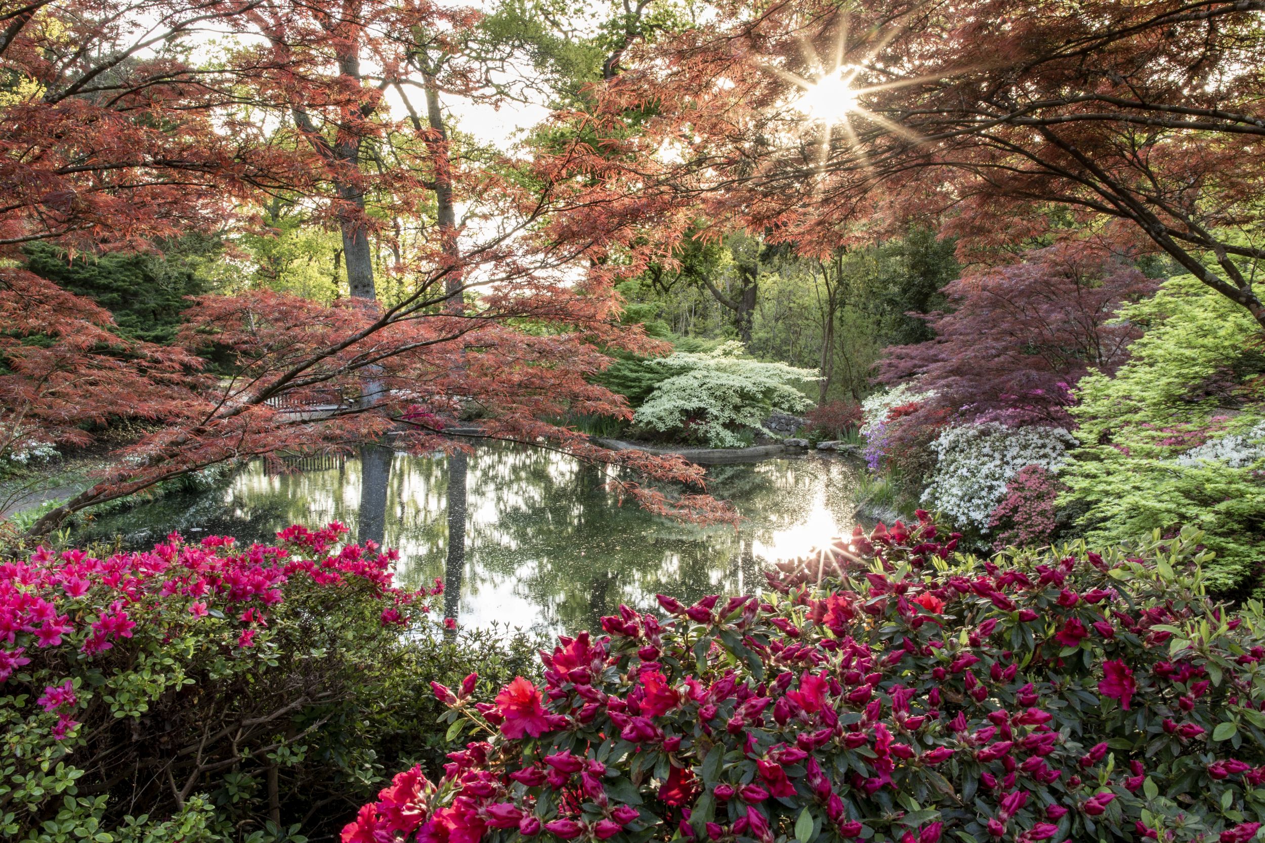 Exbury Gardens and Steam Railway view of the azalea bowl with middle pond in spring colour - Exbury gardens are set in a 200 acre woodland garden in the New Forest, Hampshire, England. The gardens are known for the large collections of azaleas, camellias,