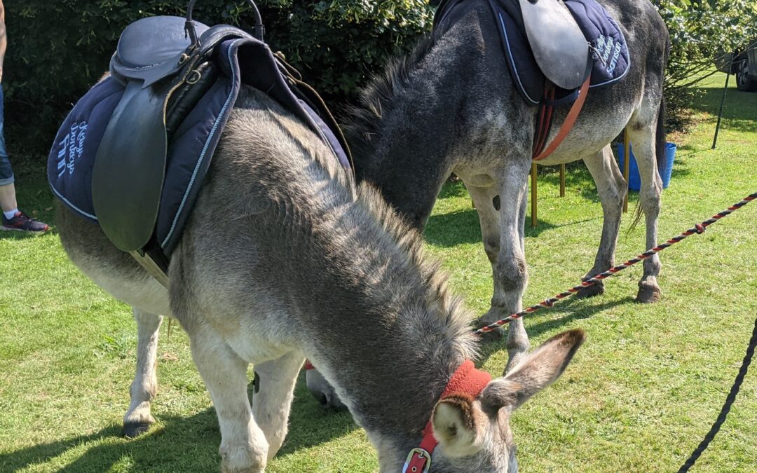 Donkey Days