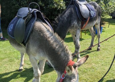 Donkey Days