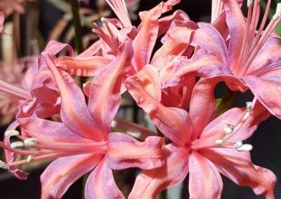 Nerine Exhibition