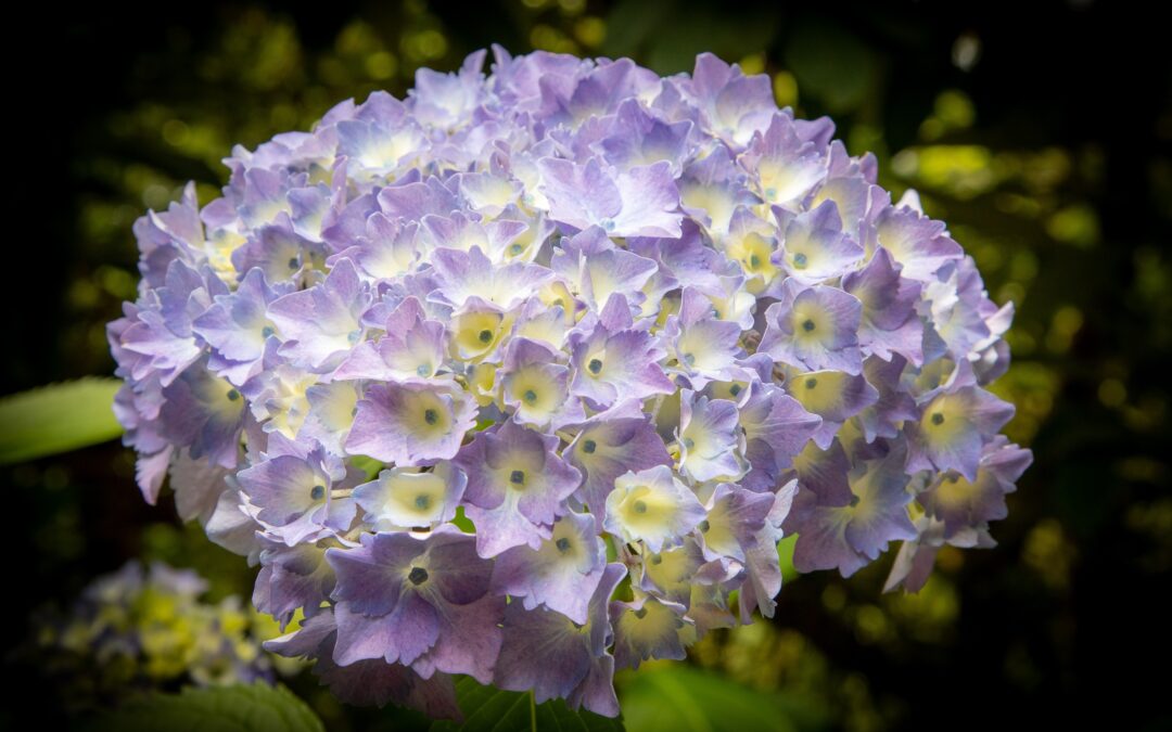 Seasonal Spotlight Tour – Hydrangeas