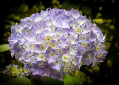 Seasonal Spotlight Tour – Hydrangeas