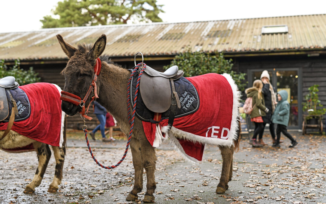 Christmas Donkey Rides (Fundraising Event)