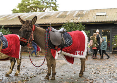 Christmas Donkey Rides (Fundraising Event)