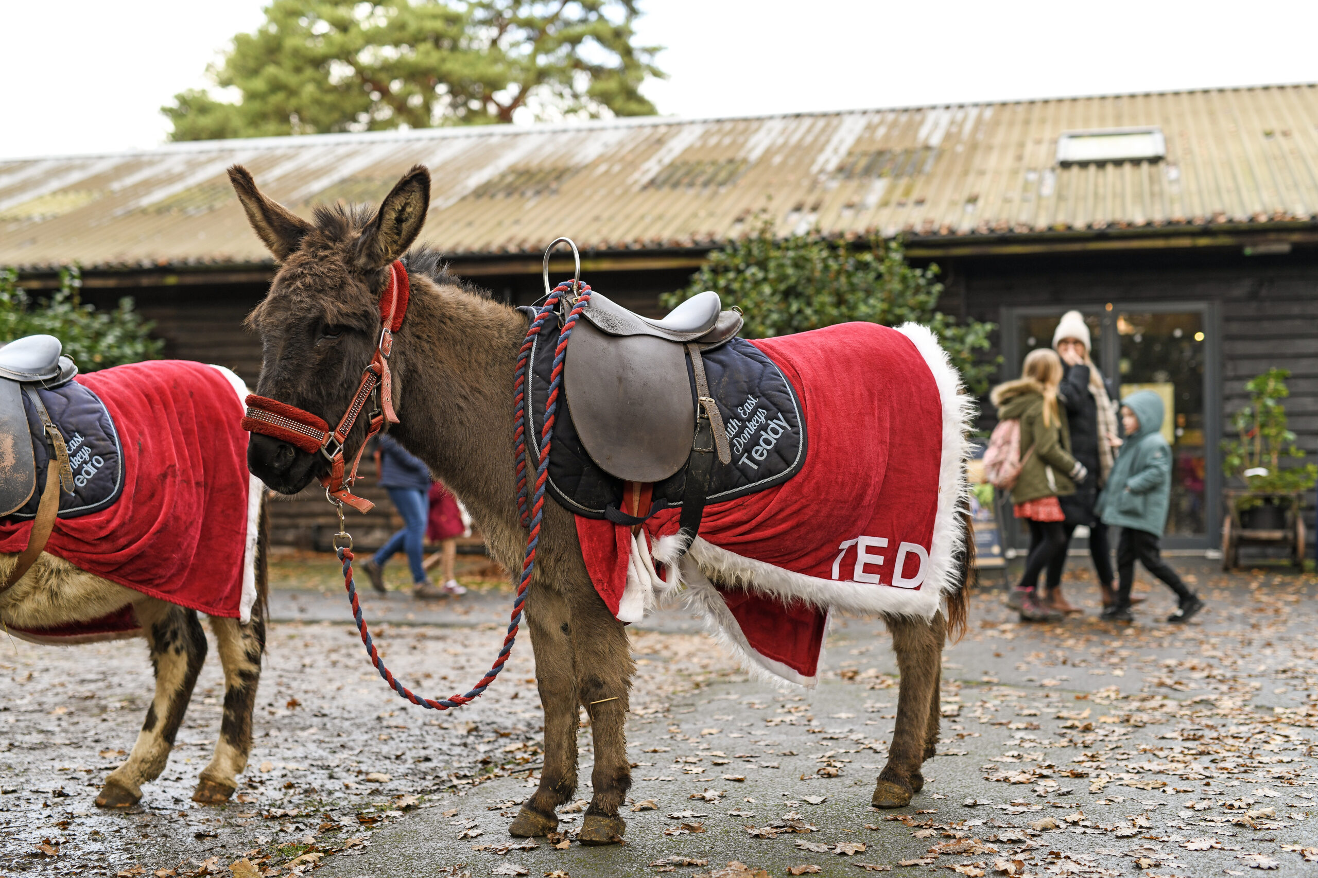 donkey pic 2