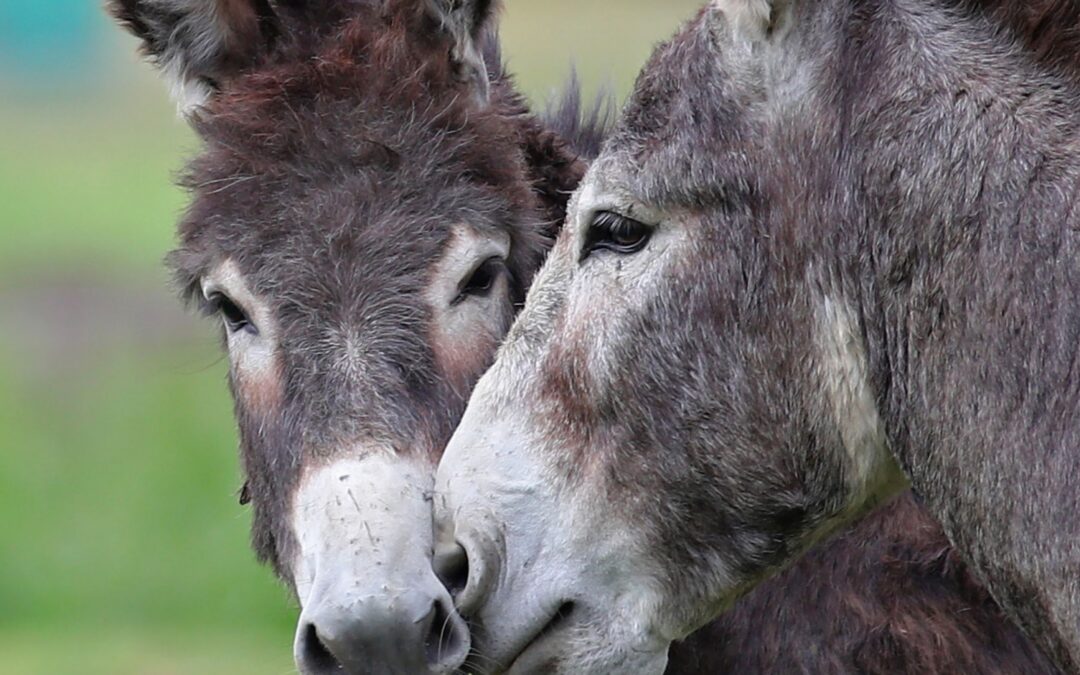 Donkey Days