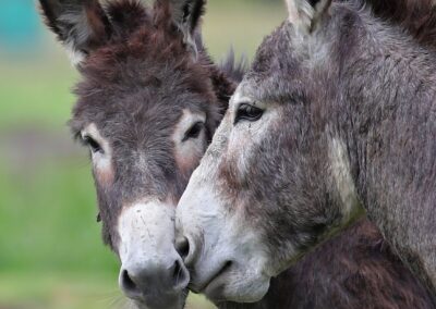 Donkey Days
