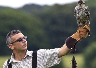Falconry Days