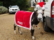 Christmas Donkey Rides