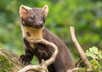 Talk: Pine Martens in the New Forest