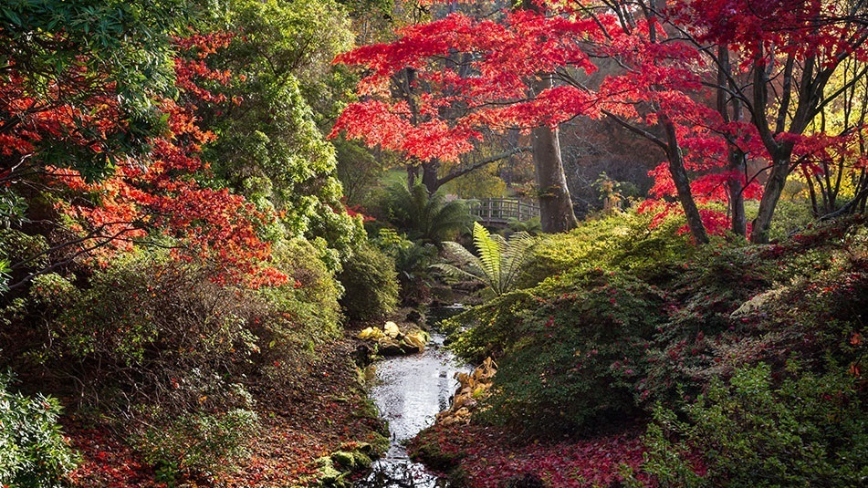 Our Gardens – Autumn